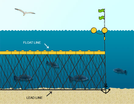 Gill net fishing